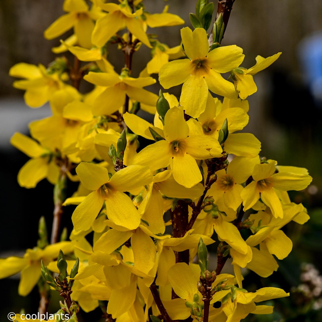 Forsythia intermedia 'Week-End' plant