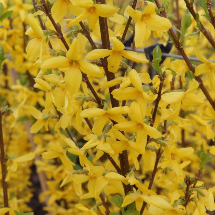 Forsythia intermedia 'Week-End' plant