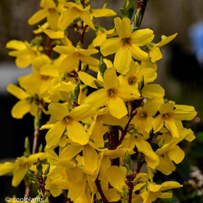 forsythia-intermedia-weekend