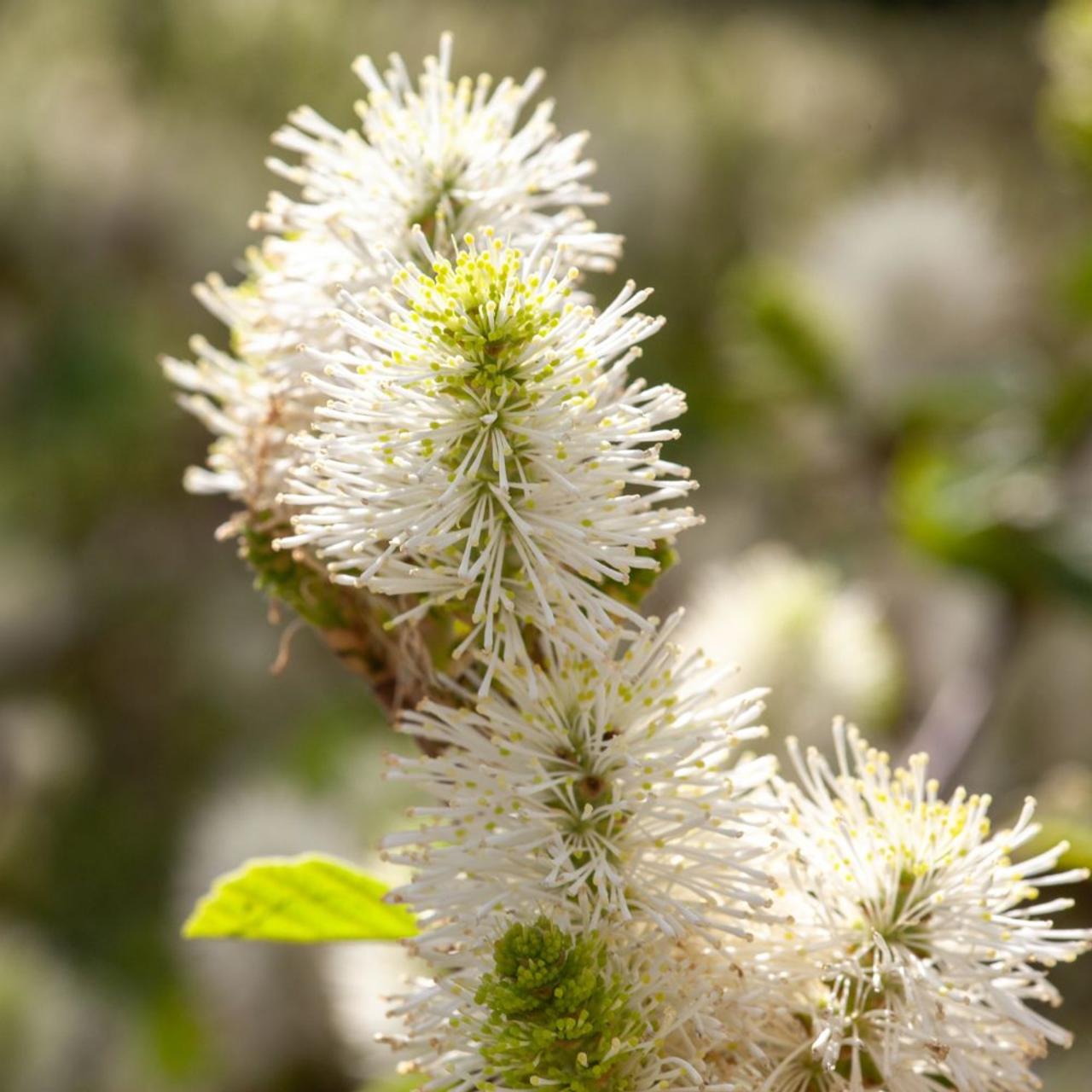 Fothergilla major 'Blue Shadow' plant