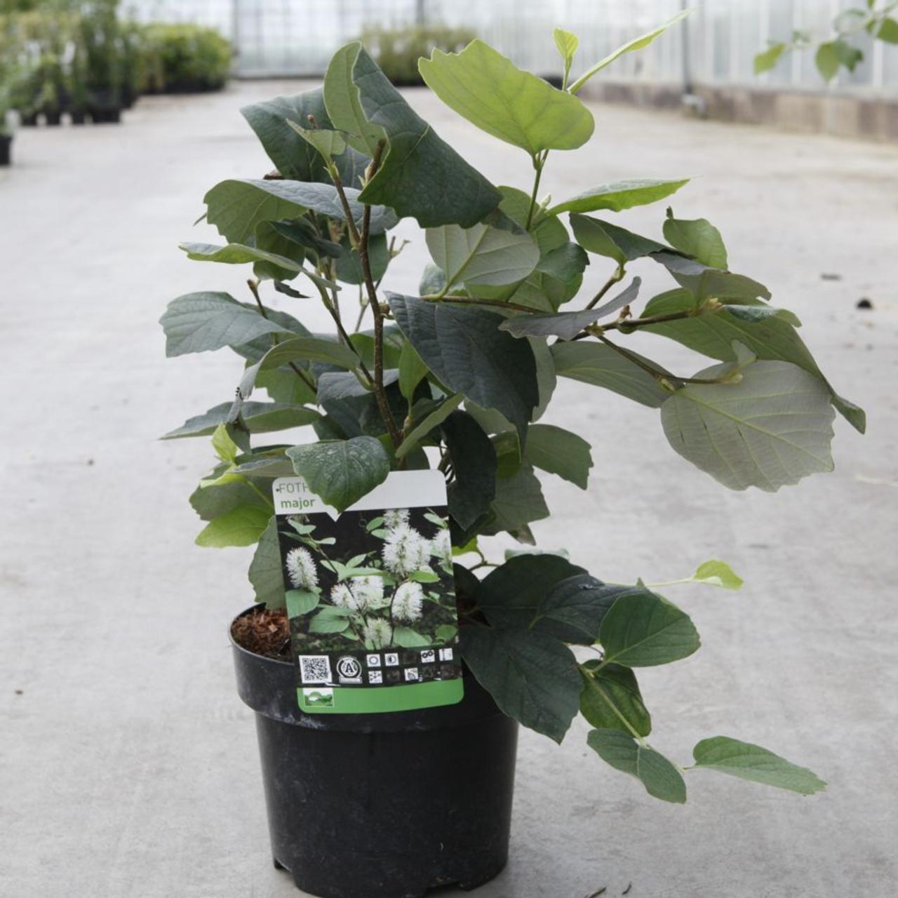 Fothergilla major plant