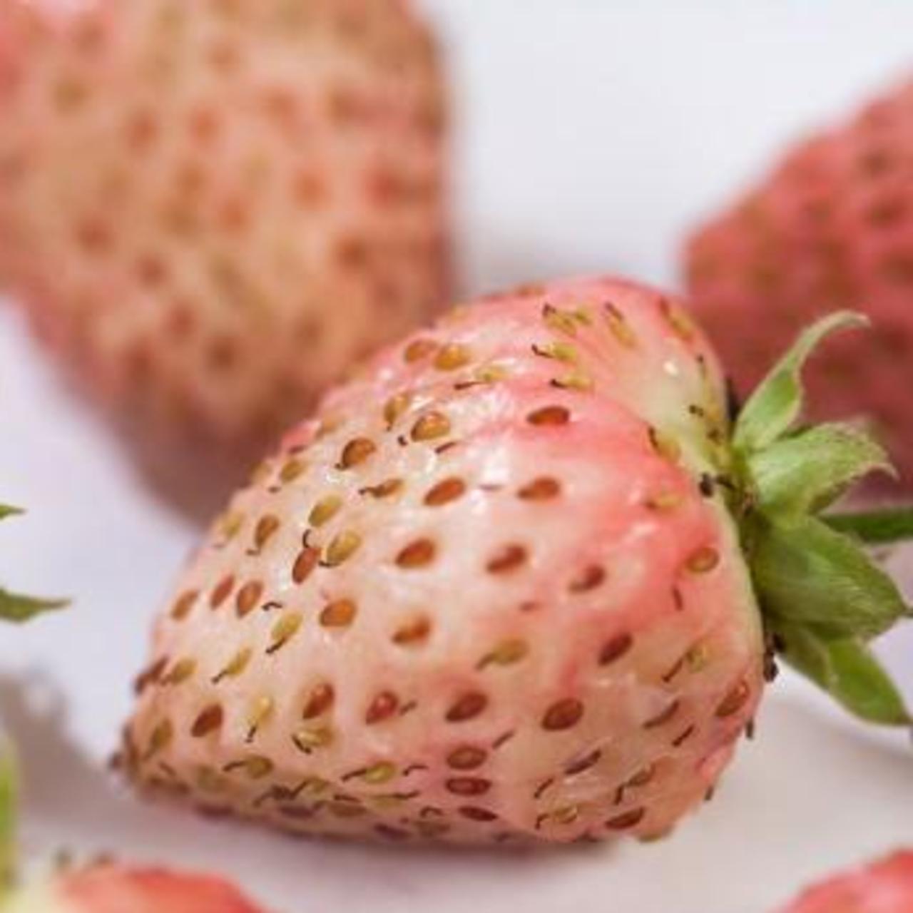 Fragaria 'Bubbleberry' plant