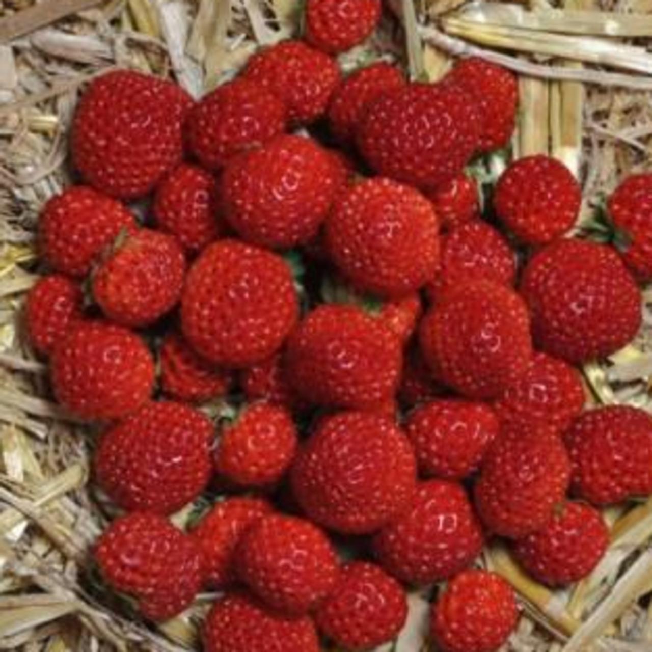 Fragaria 'Framberry' plant