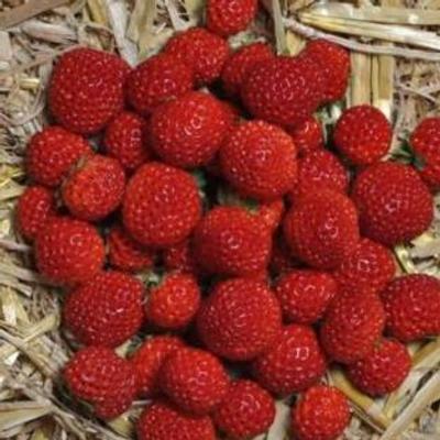 fragaria-framberry
