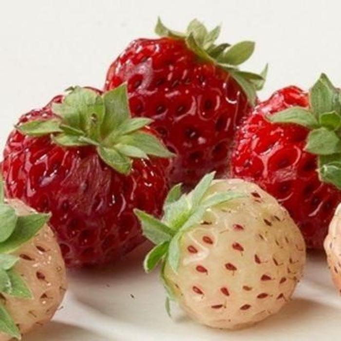 Fragaria 'Pineberry' plant