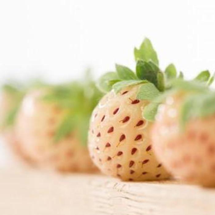 Fragaria 'Pineberry' plant