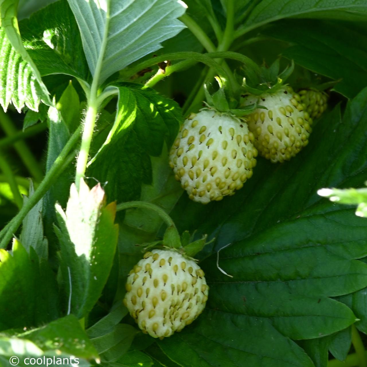 Fragaria alpine Vesca - Petite Pâtissière - Les Jardins Gourmands Inc.