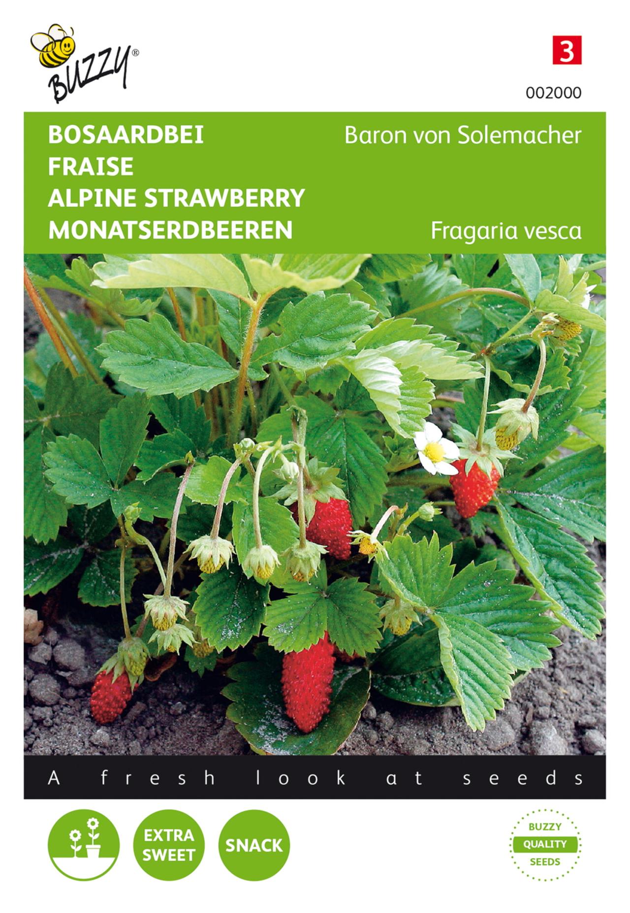 Fragaria vesca 'Baron von Solemacher' plant