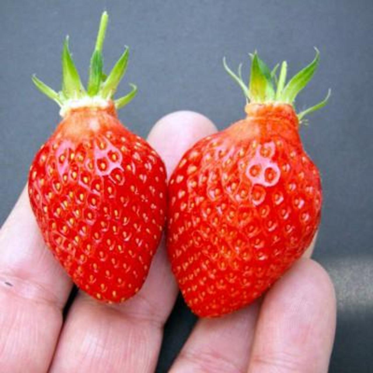 Fragaria x ananassa 'Gariquette' plant