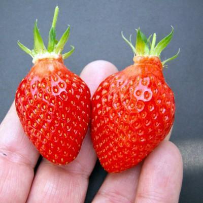 fragaria-x-ananassa-gariquette