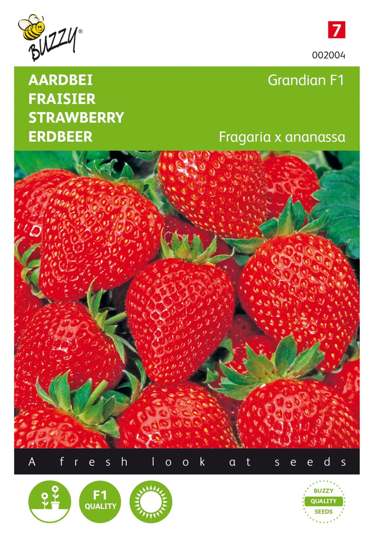 Fragaria x ananassa 'Grandian F1' plant