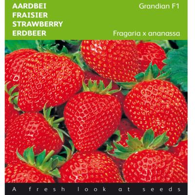 fragaria-x-ananassa-grandian-f1
