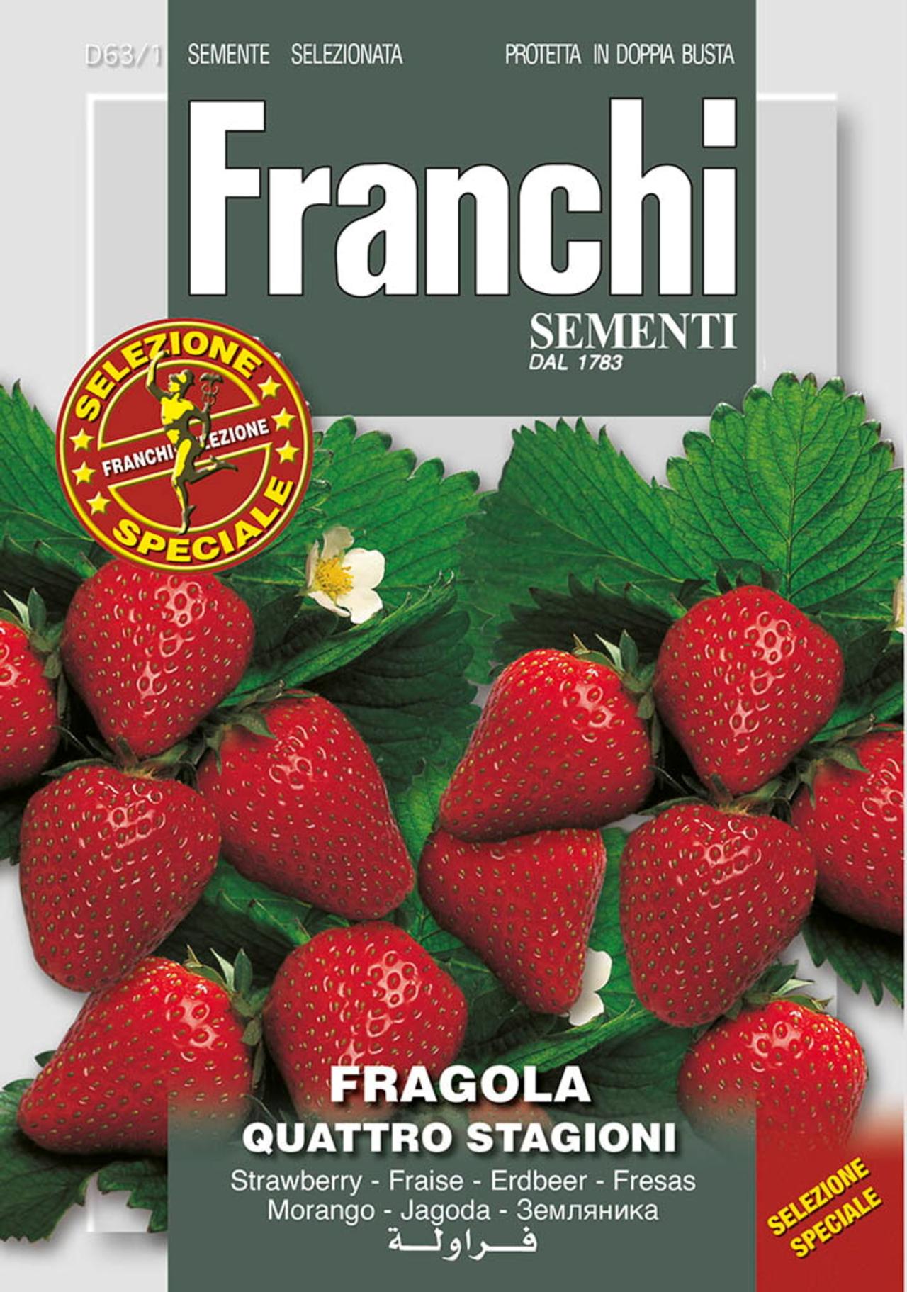 Fragaria x ananassa 'Quatro Stagioni' plant