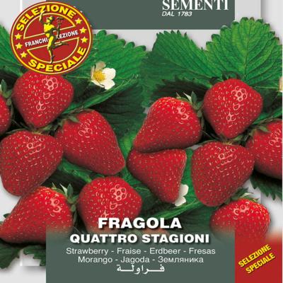 fragaria-x-ananassa-quatro-stagioni