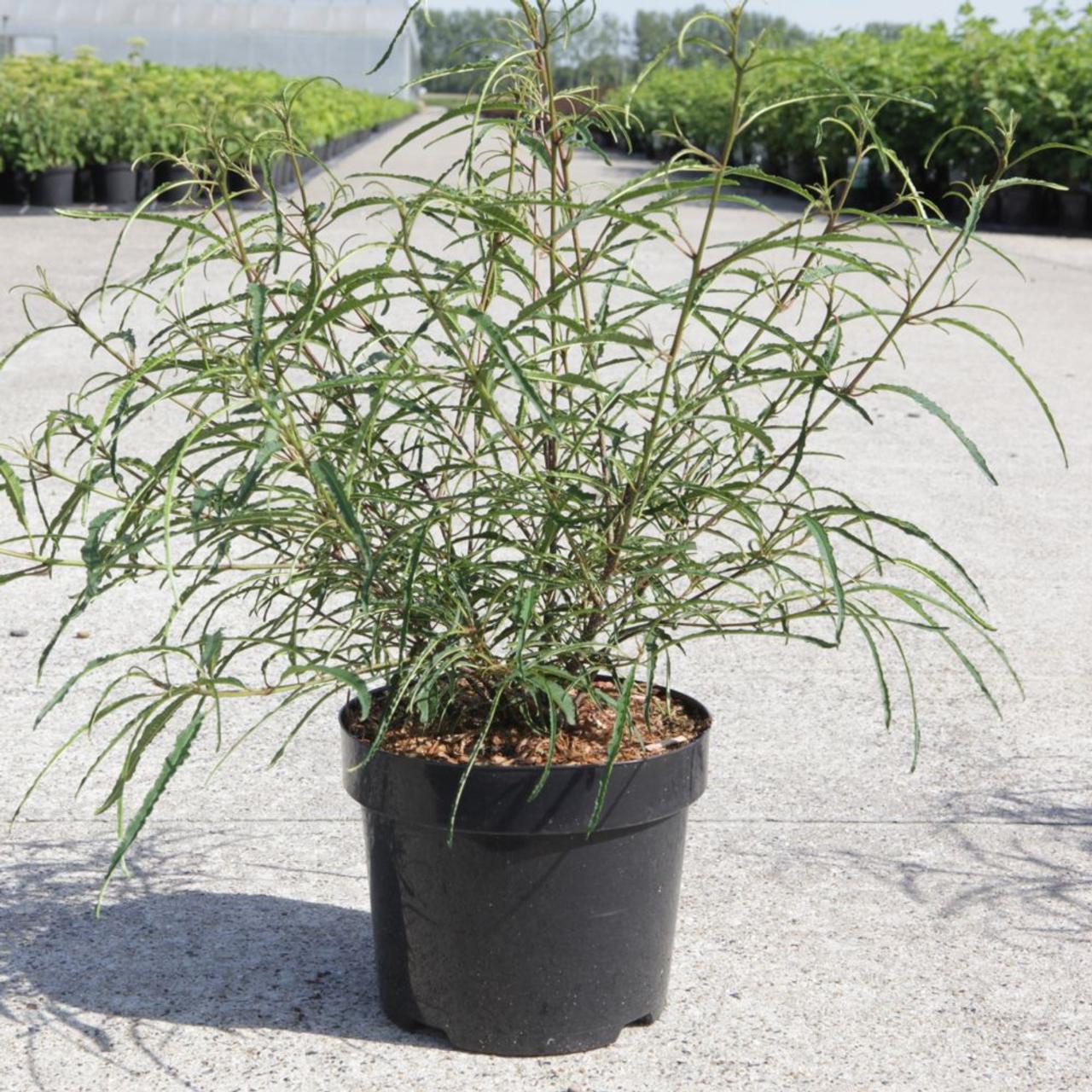 Frangula alnus 'Aspleniifolia' plant