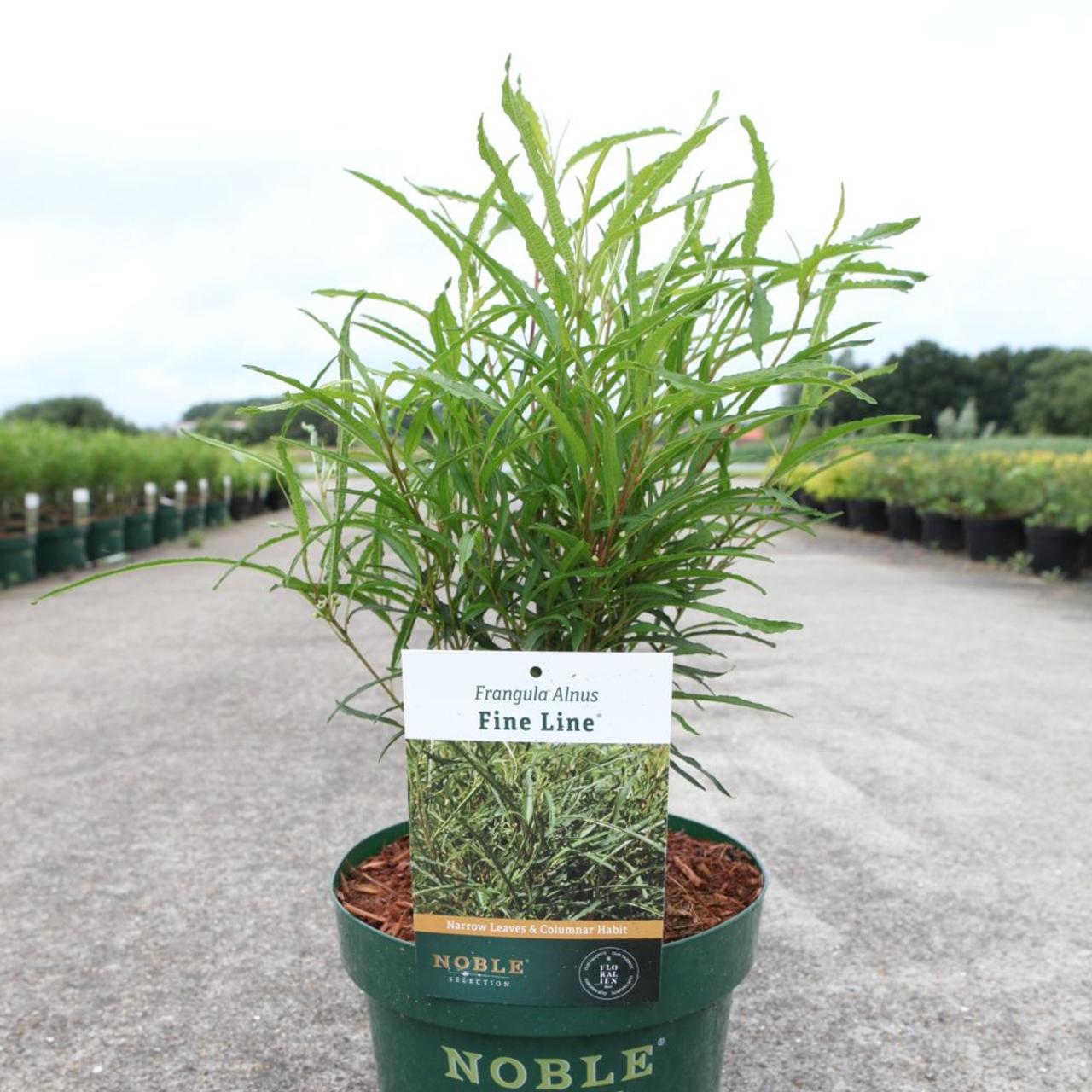 Frangula alnus 'Fine Line' plant