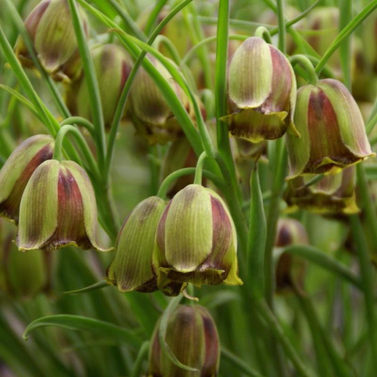 Fritillaria acmopetala plant