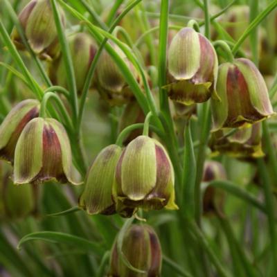 fritillaria-acmopetala