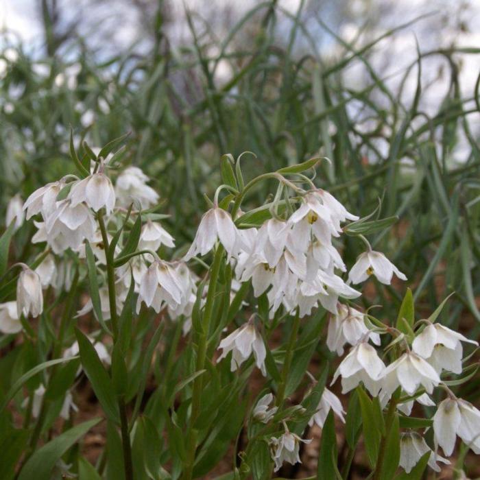 Fritillaria bucharica 'Giant' plant