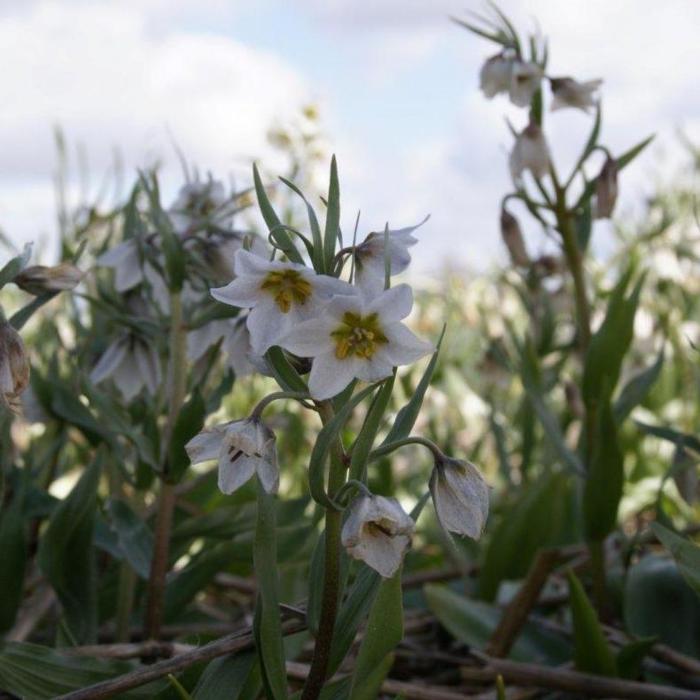 Fritillaria bucharica 'Giant' plant