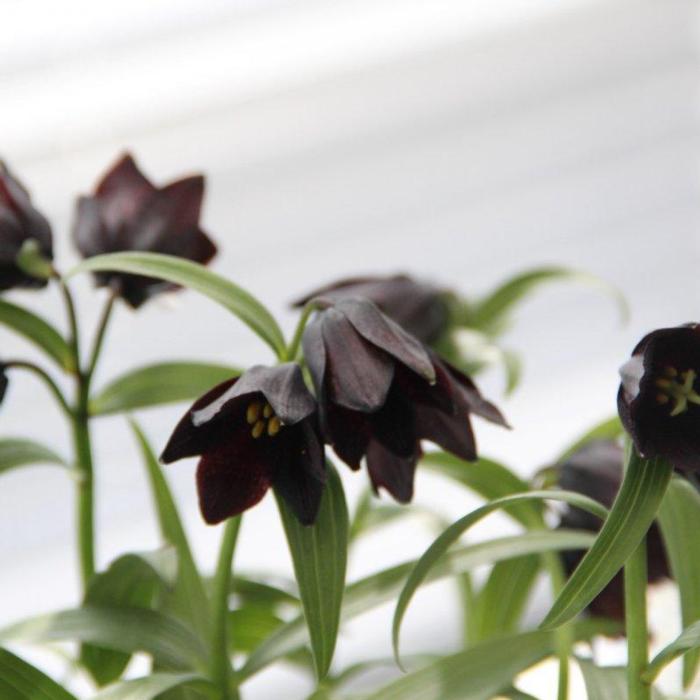 Fritillaria camschatcensis plant