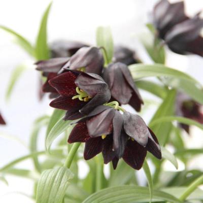 fritillaria-camschatcensis