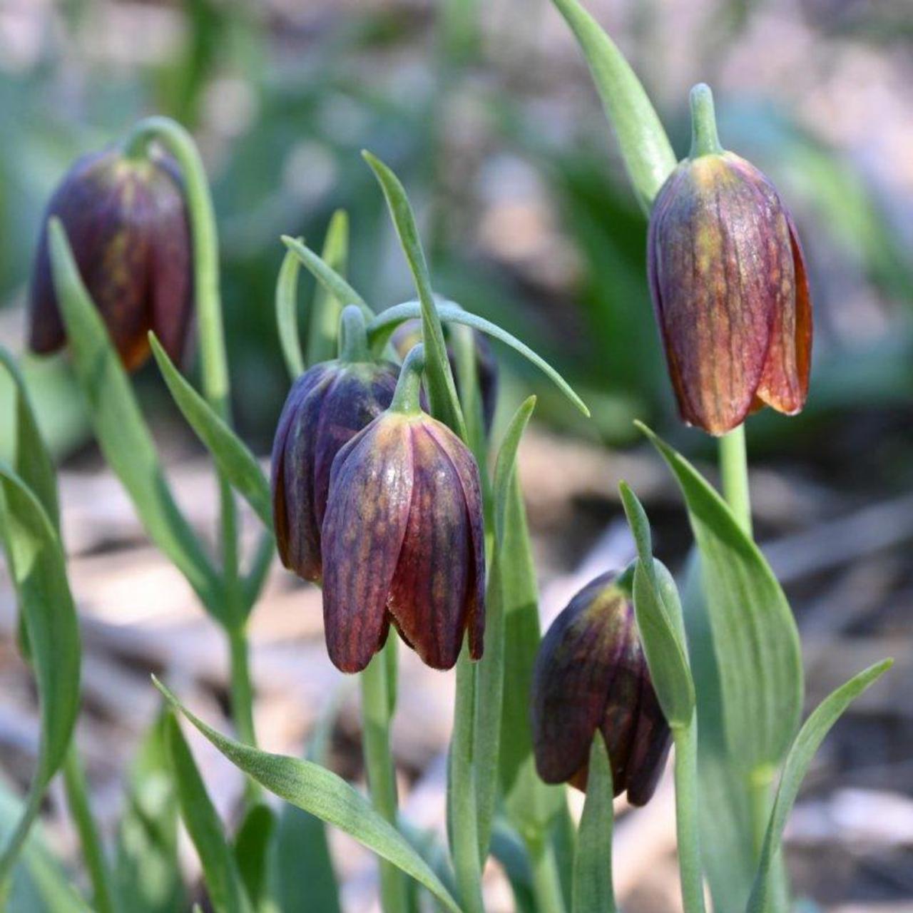 Fritillaria davisii plant