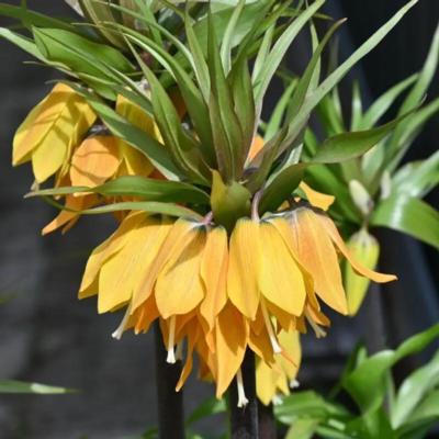 fritillaria-dynamic-beauty