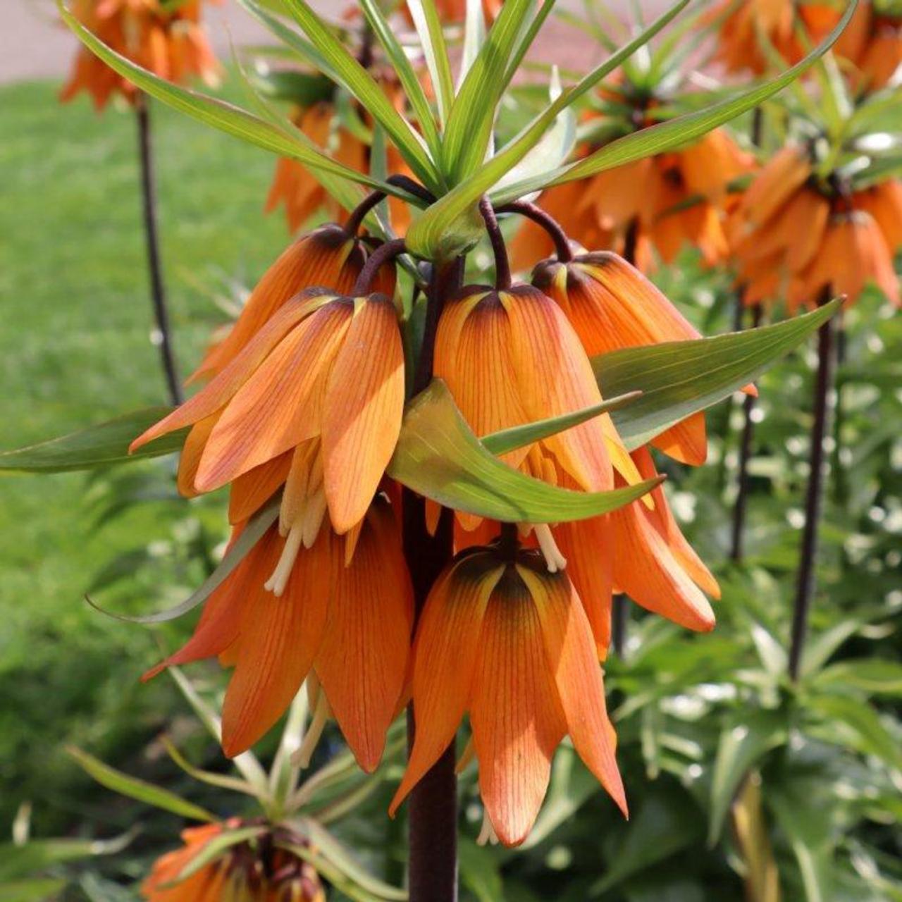 Fritillaria 'Early Dream' - buy plants at Coolplants