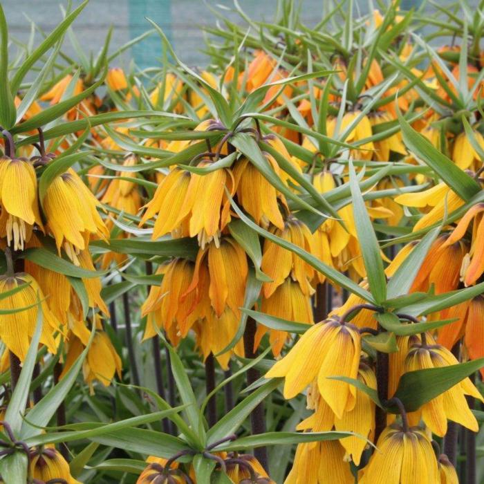 Fritillaria 'Early Dream' plant