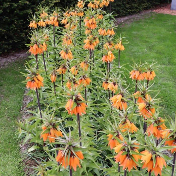 Fritillaria 'Early Dream' plant