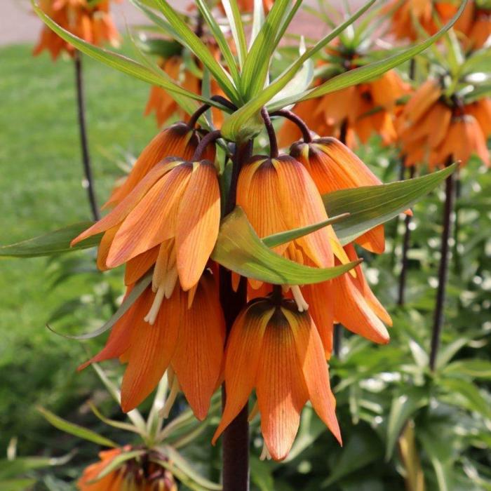 Fritillaria 'Early Dream' plant