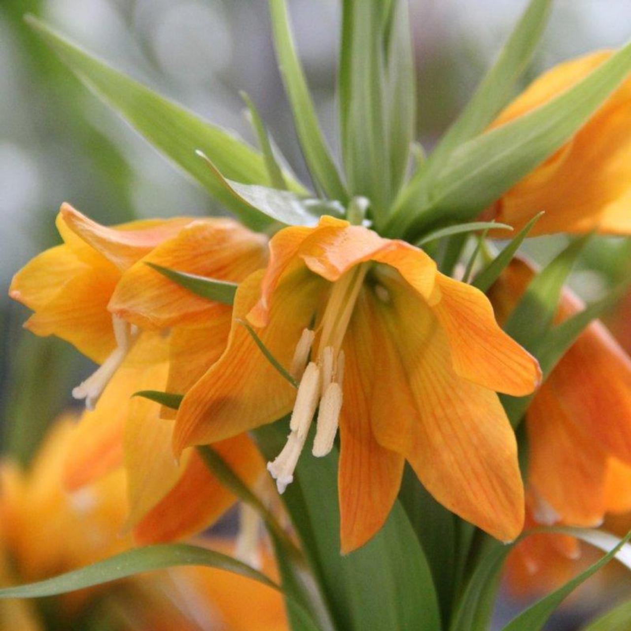 Fritillaria eduardii 'Sunrise' - buy plants at Coolplants