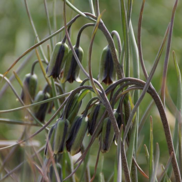 Fritillaria elwesii plant