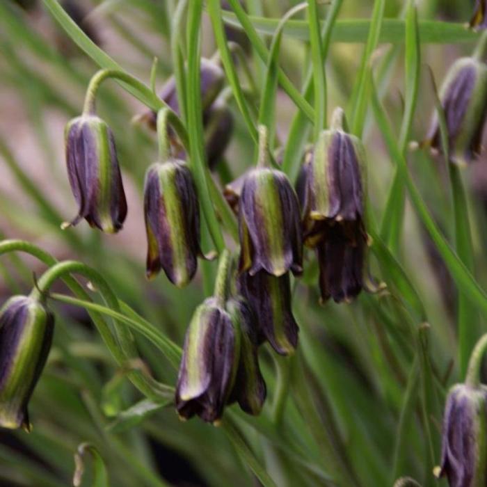 Fritillaria elwesii plant