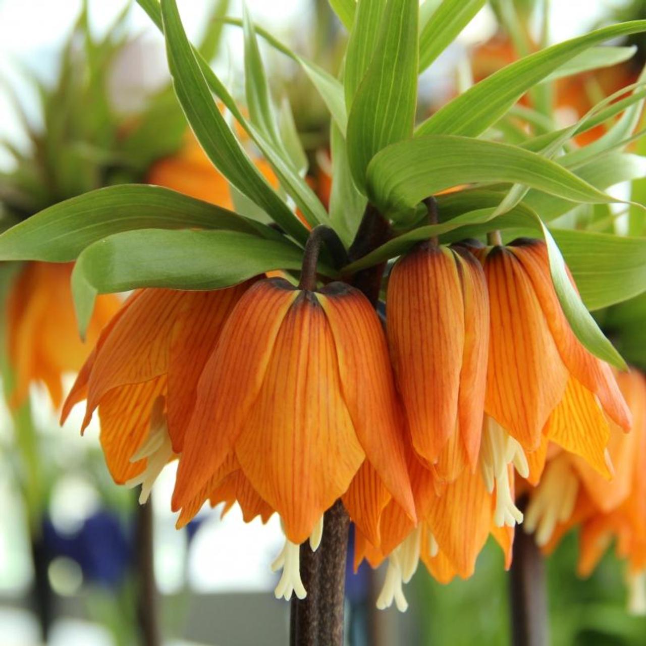 Fritillaria 'Garland Star' plant