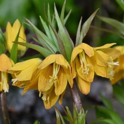 fritillaria-golden-beauty