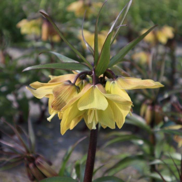 Fritillaria 'Helena' plant