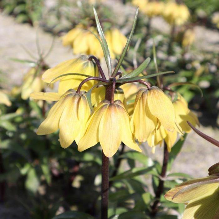 Fritillaria 'Helena' plant