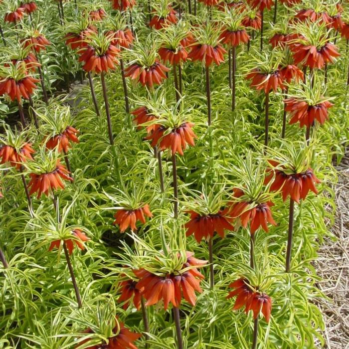 Fritillaria imperialis 'Aureomarginata' plant