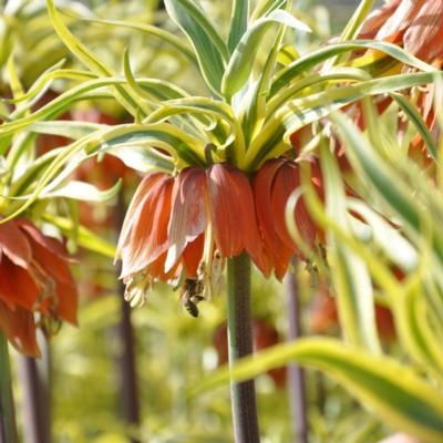 fritillaria-imperialis-aureomarginata