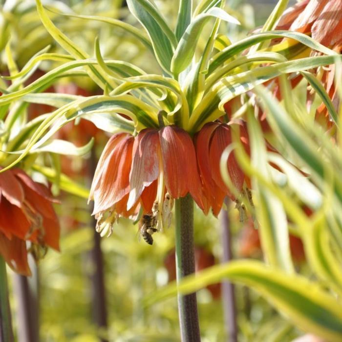 Fritillaria imperialis 'Aureomarginata' plant