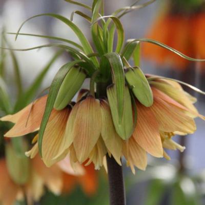 fritillaria-imperialis-early-fantasy