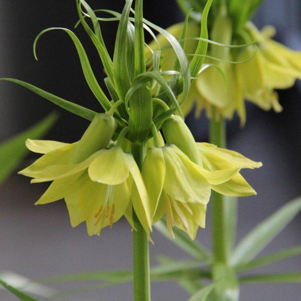 Fritillaria imperialis 'Early Passion' plant
