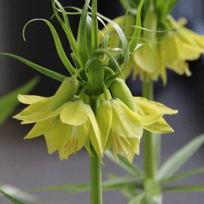 fritillaria-imperialis-early-passion