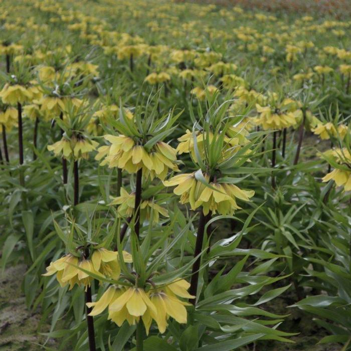 Fritillaria imperialis 'Early Sensation' plant