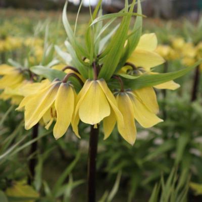 fritillaria-imperialis-early-sensation