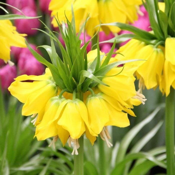 Fritillaria imperialis lutea plant