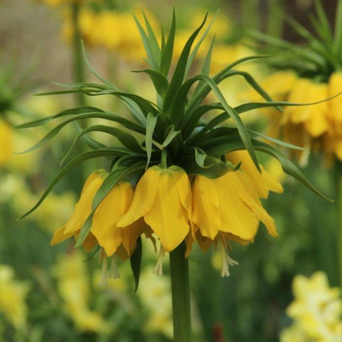 Fritillaria imperialis lutea plant