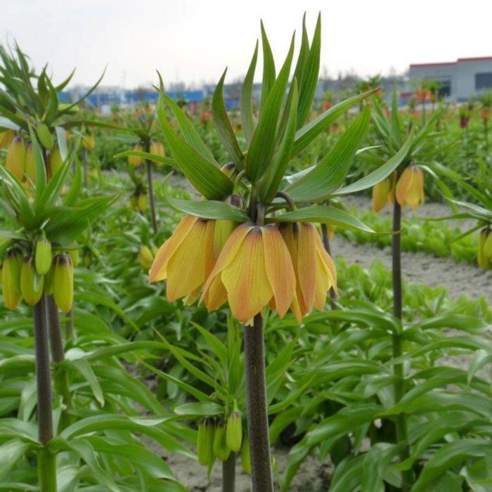 Fritillaria imperialis 'Paradise Beauty' plant